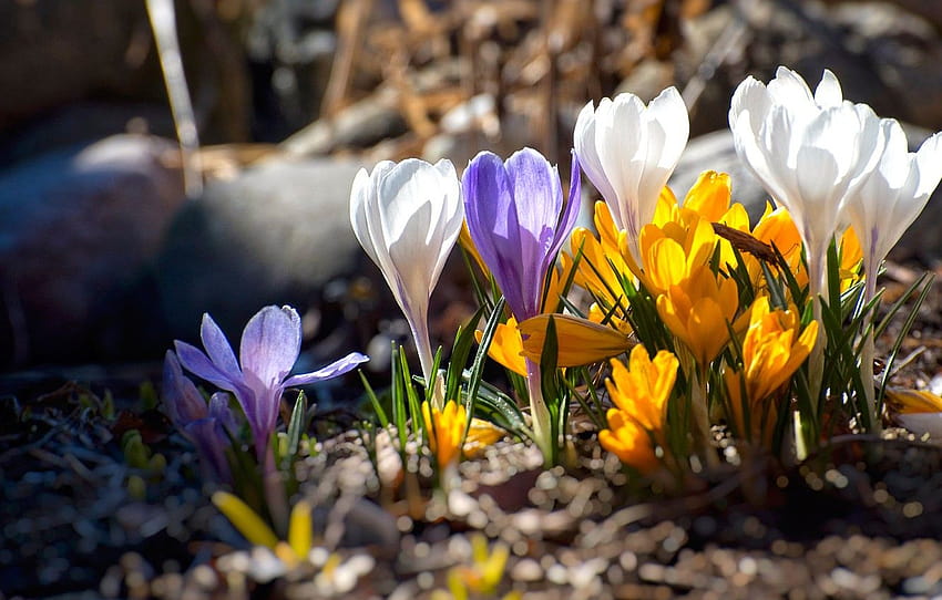 light, flowers, bright, spring, crocuses, buds, clearing, colorful crocuses HD wallpaper
