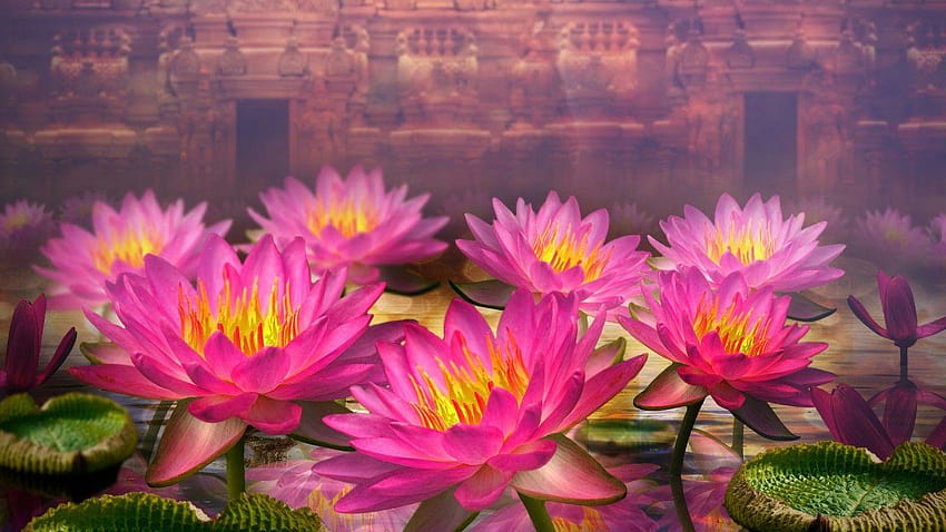 Pink Lotus Flowers HD wallpaper