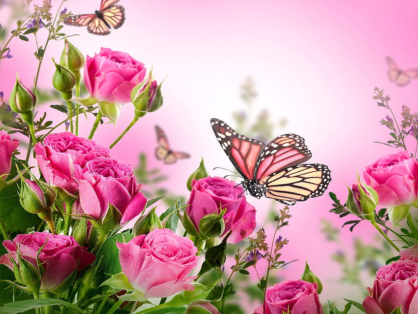 Розови рози и пеперуда, цветя и пеперуда HD тапет
