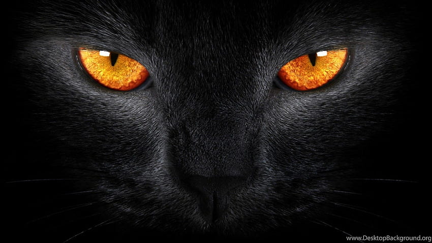 Tiger Eye Homepage Cat Black Orange Eyes 2560x1440 ... Backgrounds HD wallpaper