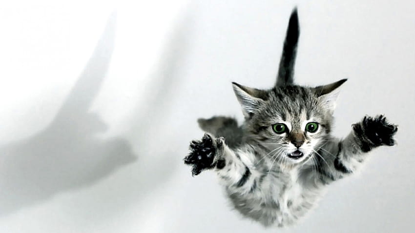 Cat Jump Geniş Ekran 19892, uçan kedi HD duvar kağıdı