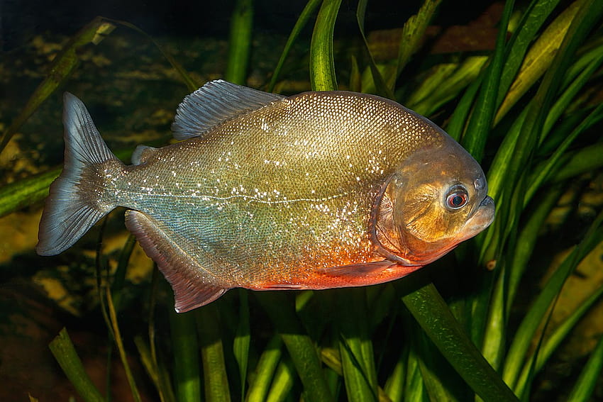 Piranha Play Live Wallpaper:Amazon.com:Appstore for Android