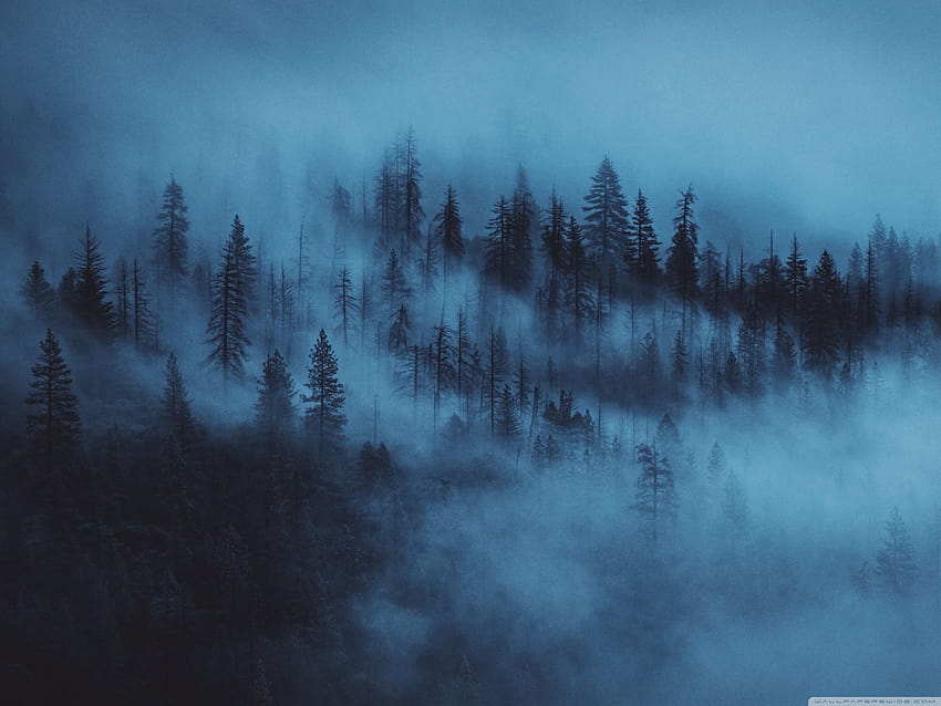 Estetik Orman, estetik sisli orman HD duvar kağıdı
