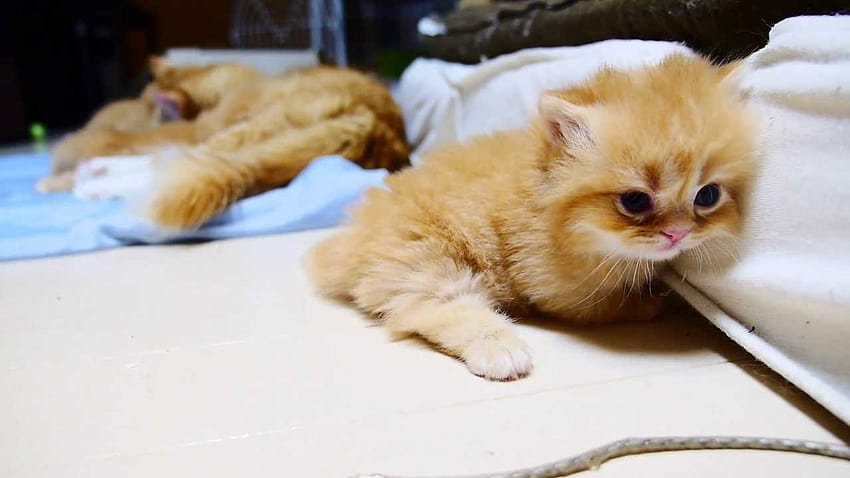 Kotek z trudem wciska się w małą szczelinę w materacu Tapeta HD