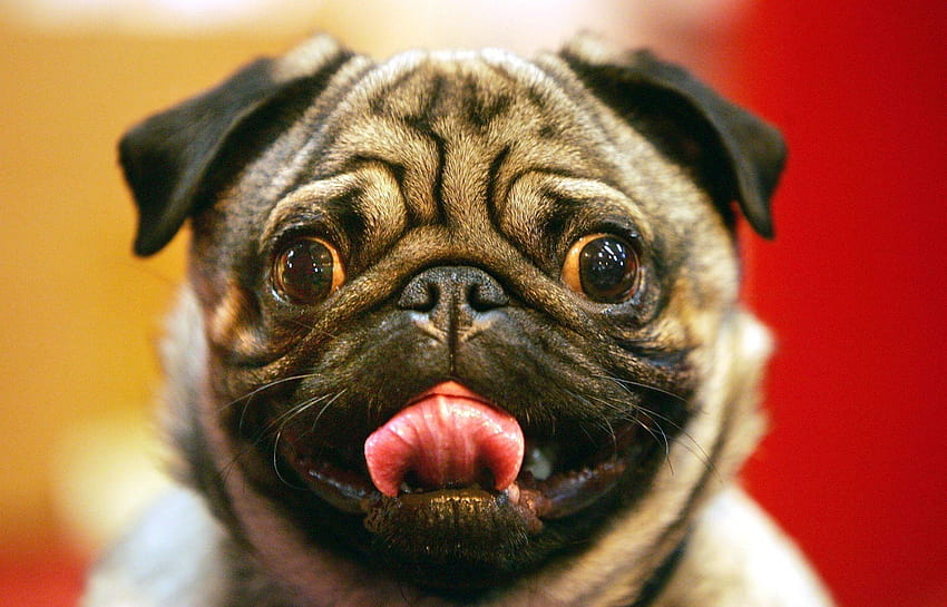 pug for mac, dogs and owners HD wallpaper