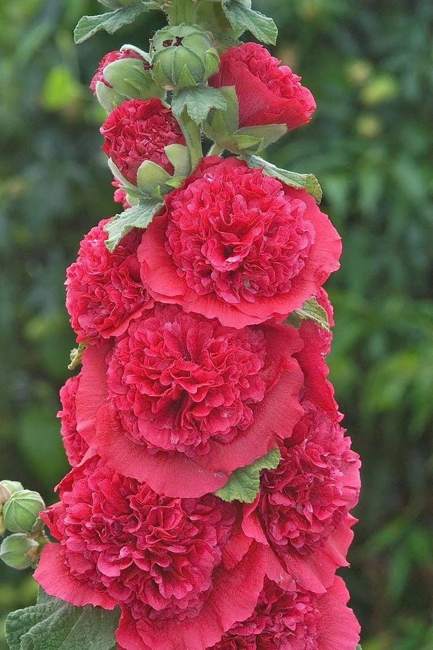 Najlepszy czerwony kwiat malwy w ogrodzie, podwójne malwy łososiowe Tapeta na telefon HD