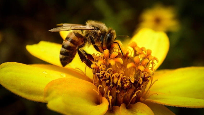 ミツバチ昆虫花マクロと背景、 高画質の壁紙