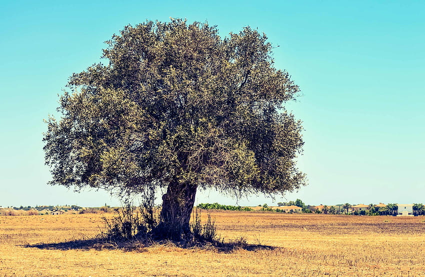 The most beautiful of olive trees HD wallpaper