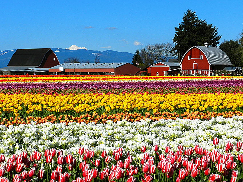 Skagit Valley Tulip Festival: Event at the Burlington / Anacortes KOA Campground in Washington, tulip farm HD wallpaper