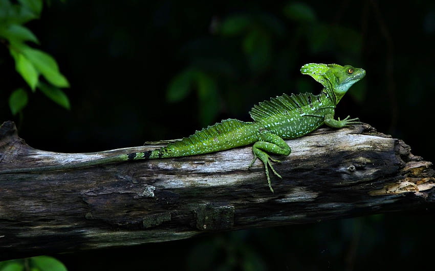 Costa Rica Green Basilisk Lizard ...eskipaper HD wallpaper