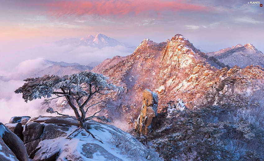 ภูเขา เกาหลีใต้ หิมะตก ฤดูหนาว หิน ต้นสน วิว อุทยานแห่งชาติ Bukhansan Gyeonggi ฤดูหนาว เกาหลีใต้ วอลล์เปเปอร์ HD