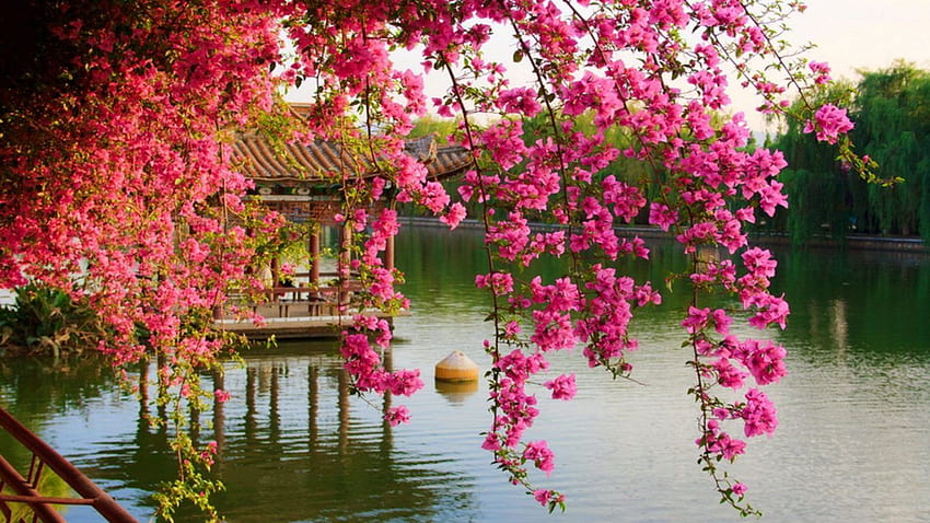 Fleurs de printemps roses dans le parc chinois Kunming Chine, fleurs de printemps 1366x768 Fond d'écran HD