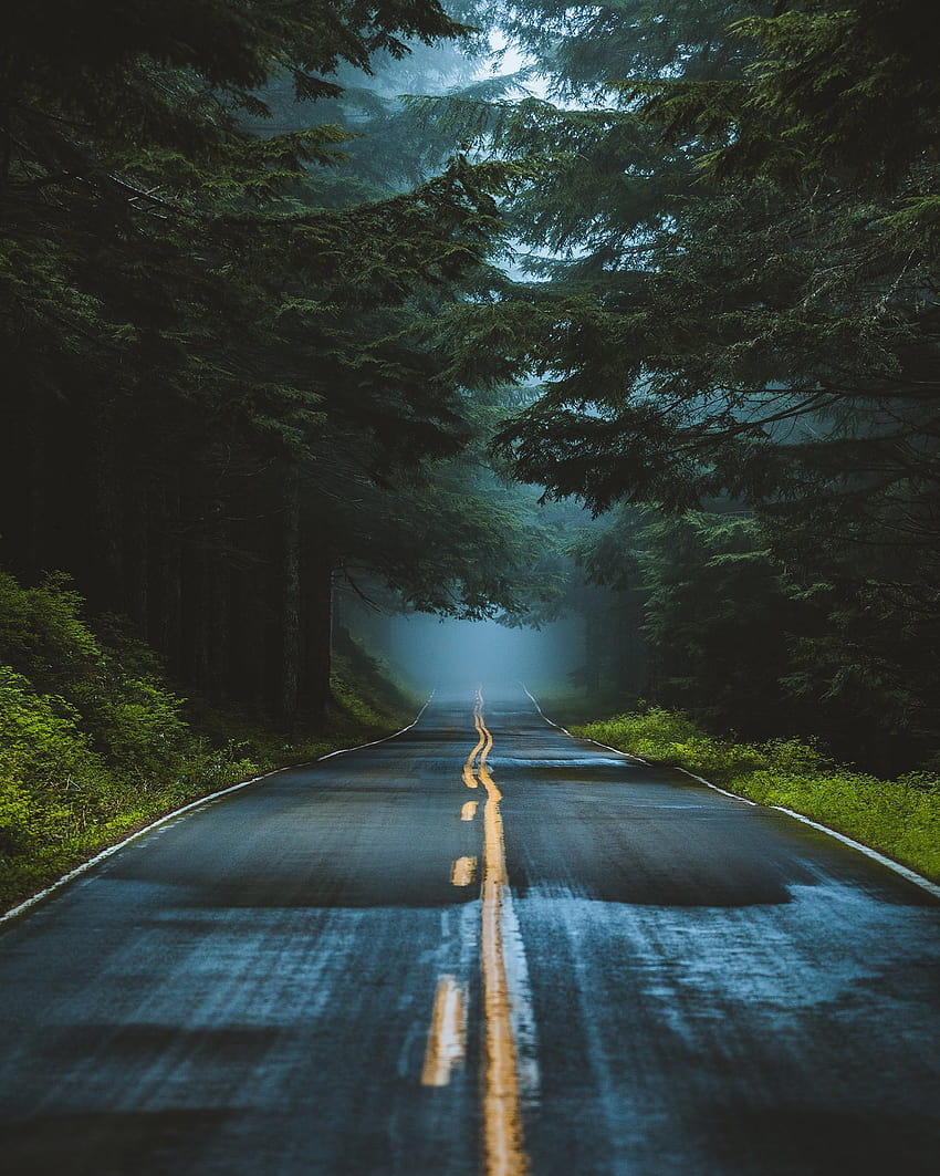 도로 나무 숲 젖은 도로 안개 자연 초상화 세로 표시, 도로 세로 HD 전화 배경 화면