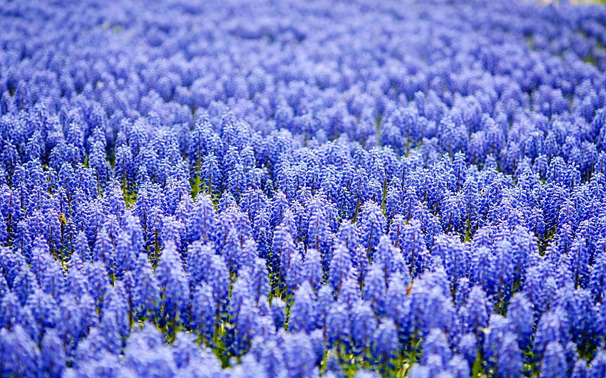 hyacinths HD wallpaper