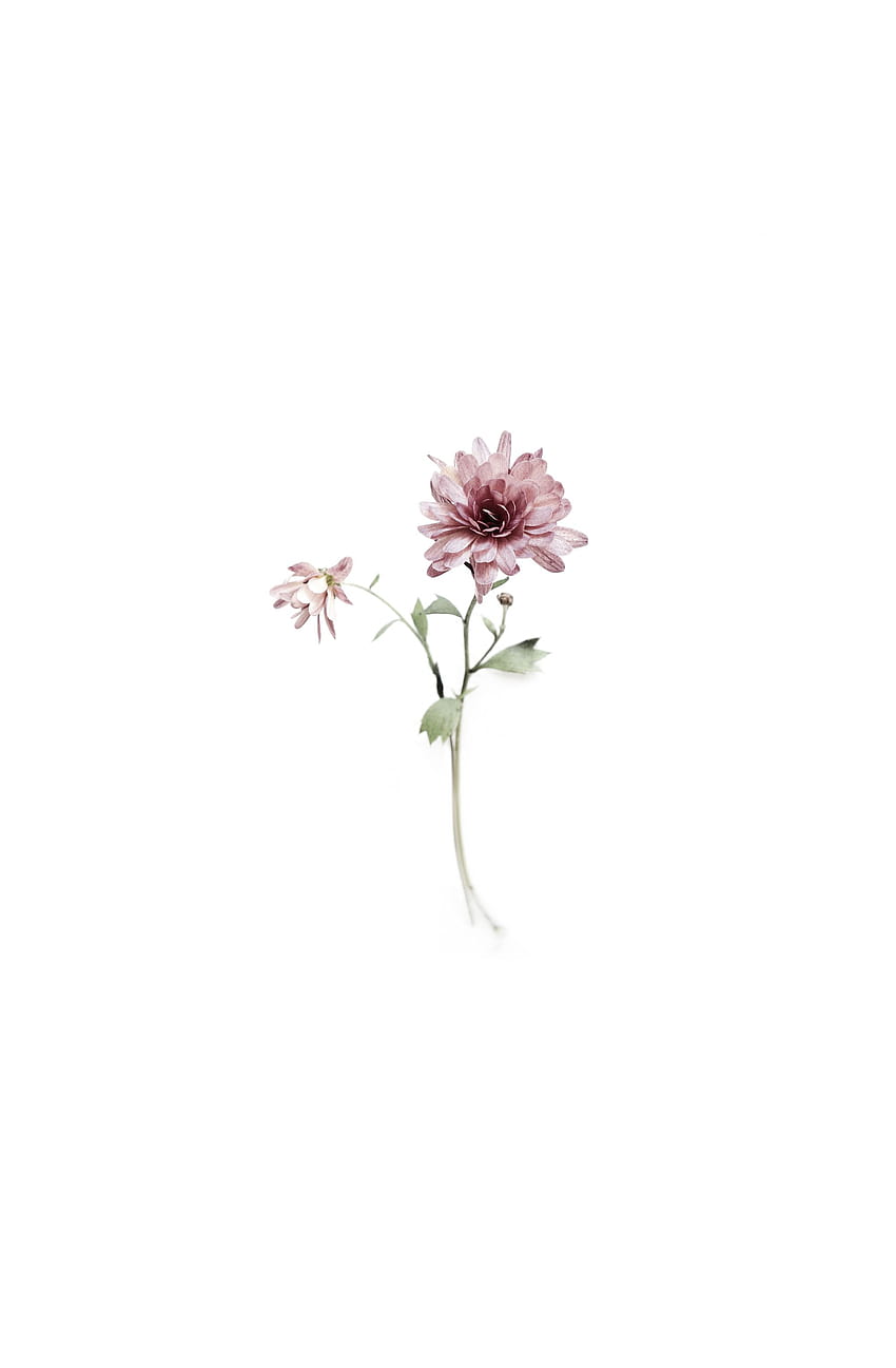 mum, pastel minimalist floral HD phone wallpaper