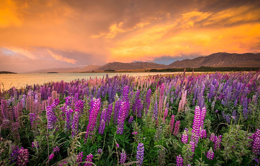 landscape, sunset, flowers, mountains, nature, lake, shore, New Zealand, Lake Tekapo, lupins , section пейзажи HD wallpaper