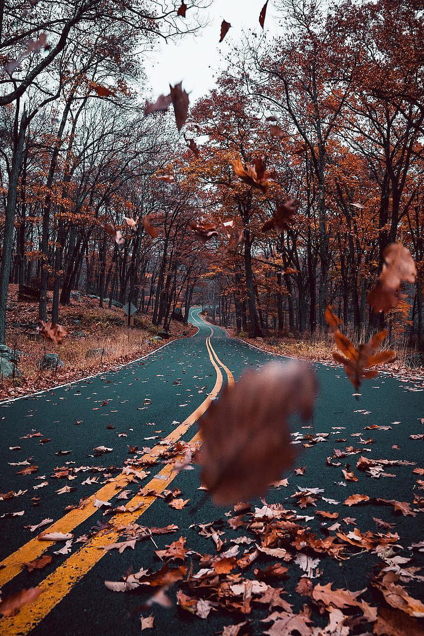 Automne esthétique posté par Zoey Johnson, automne vintage esthétique Fond d'écran de téléphone HD