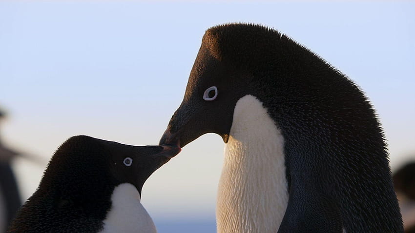 ペンギンの独占クリップ: スティーブがペンギンのパートナーである