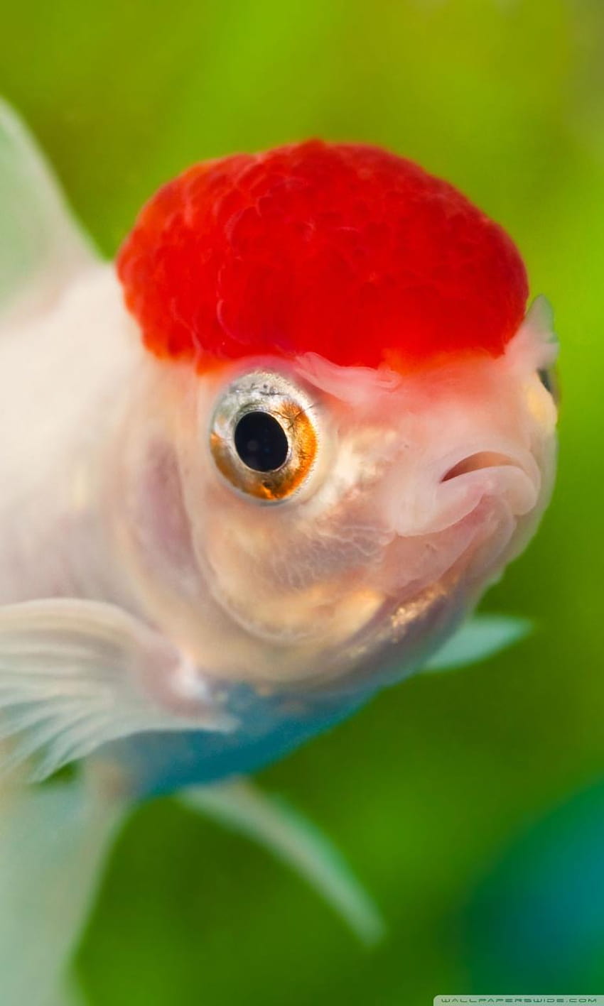 Red Cap Oranda Goldfish ❤ for, goldfish iphone HD phone wallpaper