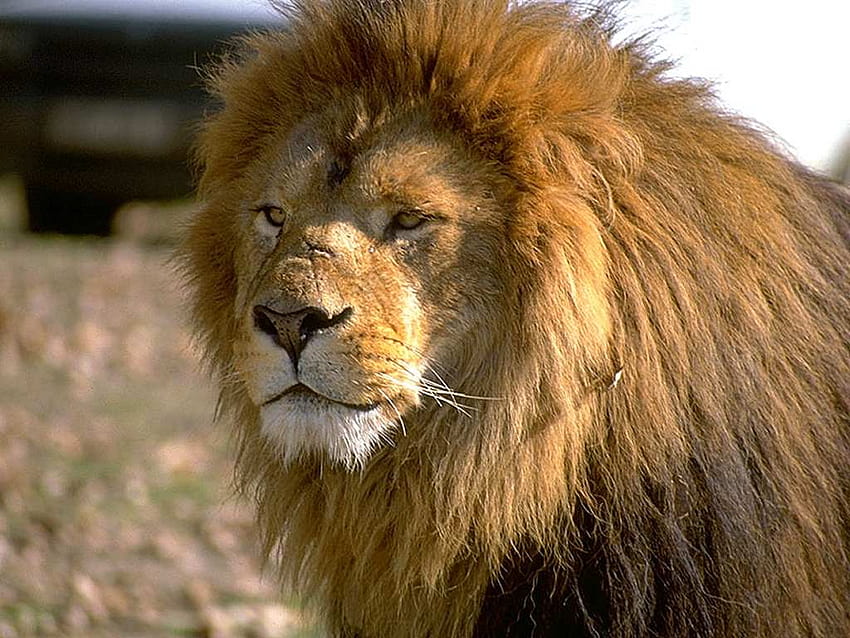 Lion, discovery channel animals HD wallpaper | Pxfuel