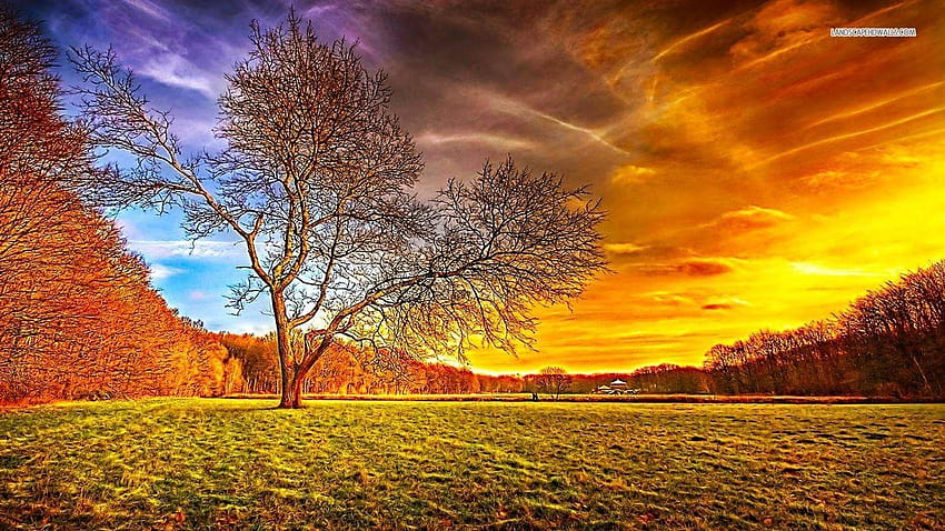 Other: Sky Nature View Beautiful Trees Autumn Forest Sunset Full, full background HD wallpaper