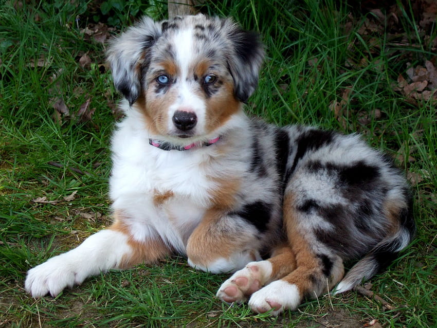 are toy australian shepherd hypoallergenic