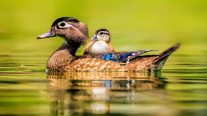 Животно сладко бебе красота езеро вода птица патица патица, сладка патица HD тапет