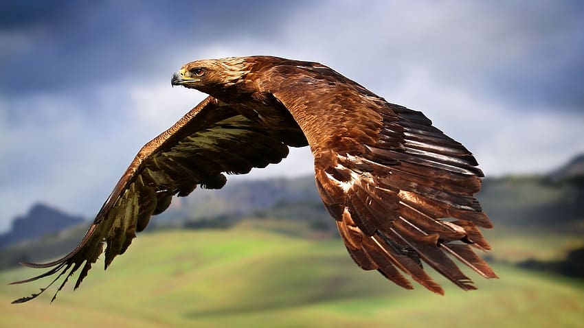 águila volando fondo de pantalla | Pxfuel
