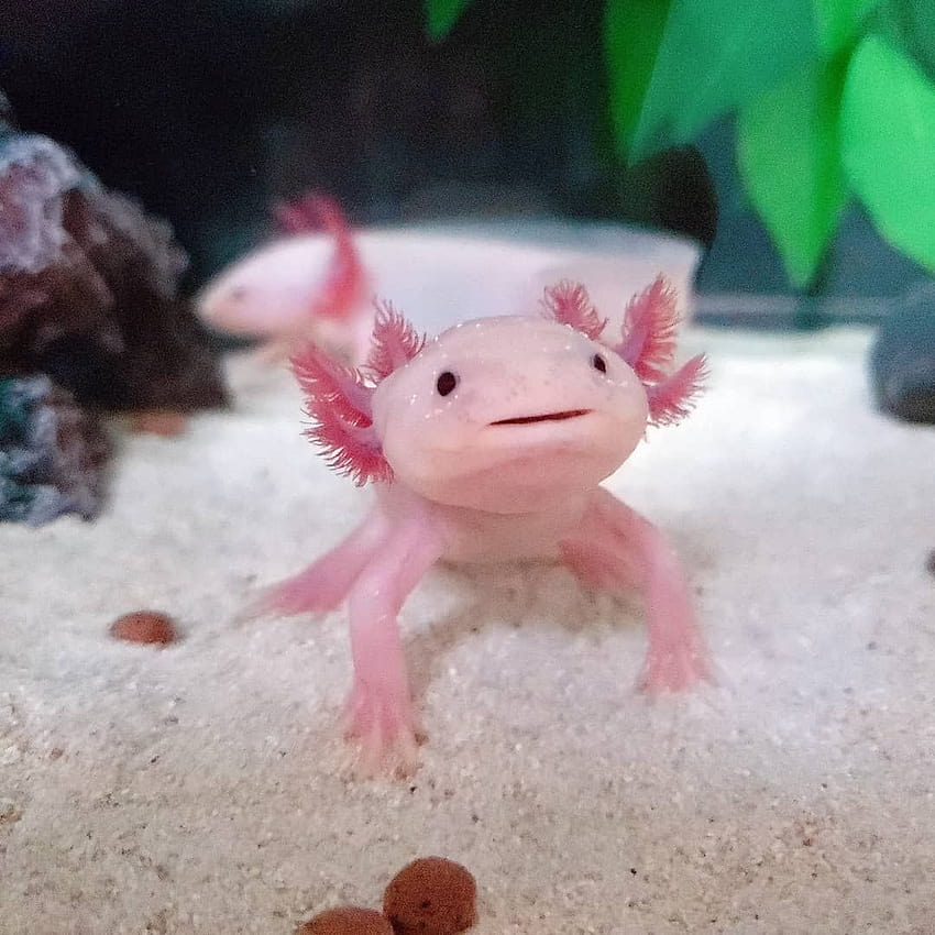 Axolotl also known as the Mexican walking fish is the real life Mudkip. https://ift.tt/2AkEiie, adorable axolotls HD phone wallpaper