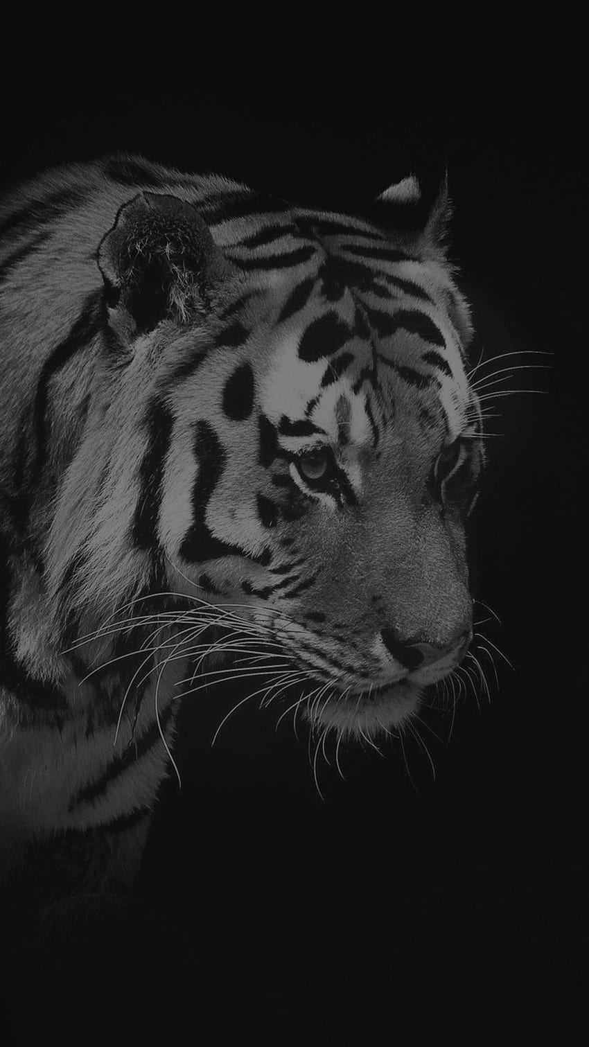 Animal oscuro, tigre viejo fondo de pantalla del teléfono