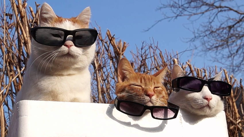 선글라스를 쓴 고양이, 안경을 쓴 고양이 HD 월페이퍼