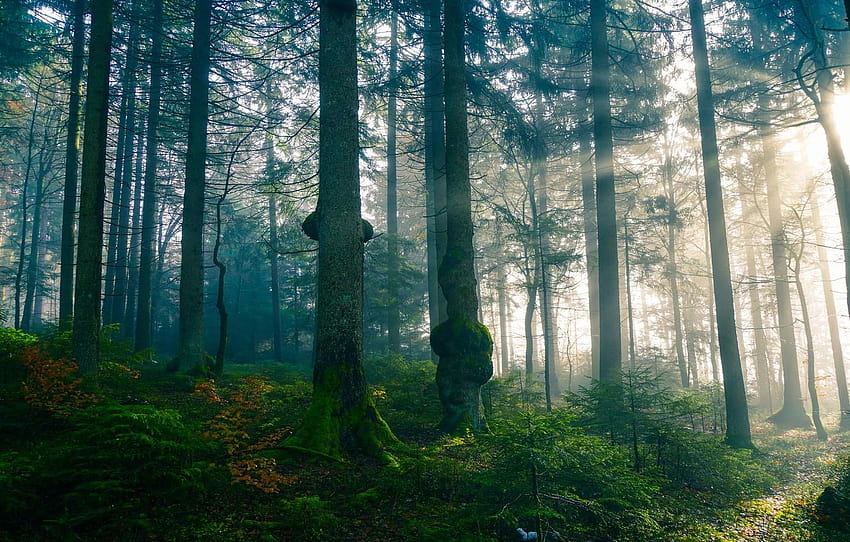 Forest, the sun, rays, light, trees, branches, misty morning forest ...