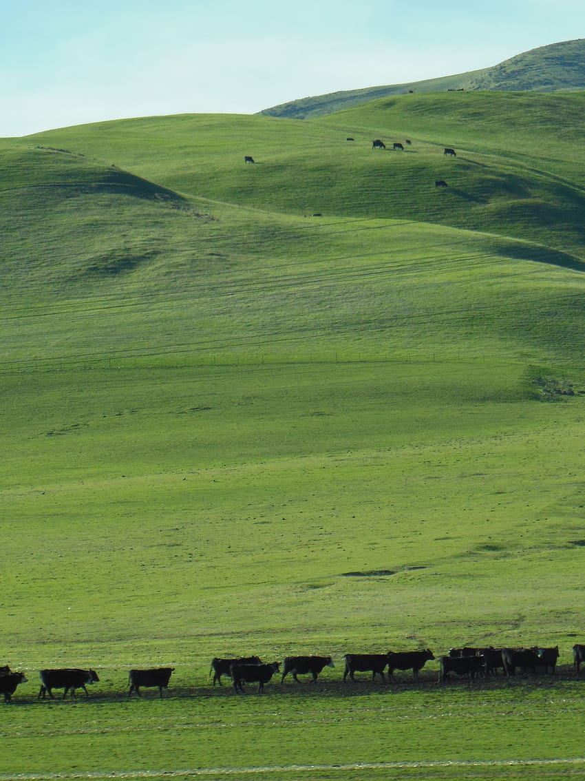 Pin Green Rolling Hills And Tree Hq Landscape [4608x3456] for your , Mobile & Tablet HD phone wallpaper