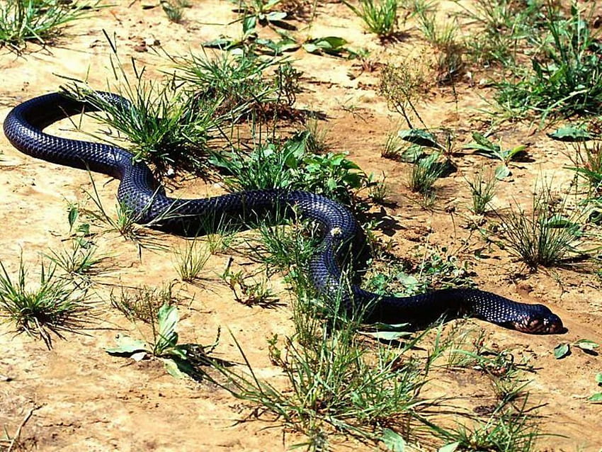 Гърмяща змия, змии HD тапет