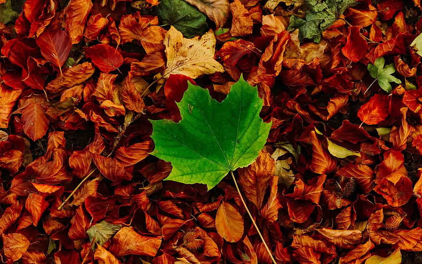 Maple leaves, autumn ambience HD wallpaper