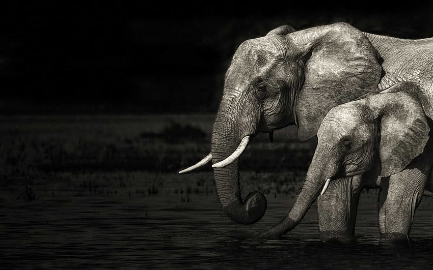 Elephant Art Full Long Tumblr Of Mobile For HD wallpaper