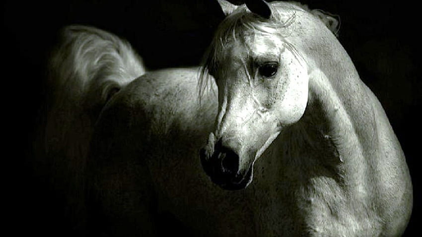 Арабски кон, кон за компютър HD тапет