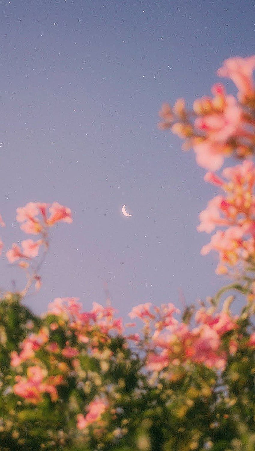 ดอกไม้ที่บานท่ามกลางแสงจันทร์ สุนทรียะแห่งฤดูใบไม้ผลิแบบวินเทจ วอลล์เปเปอร์โทรศัพท์ HD