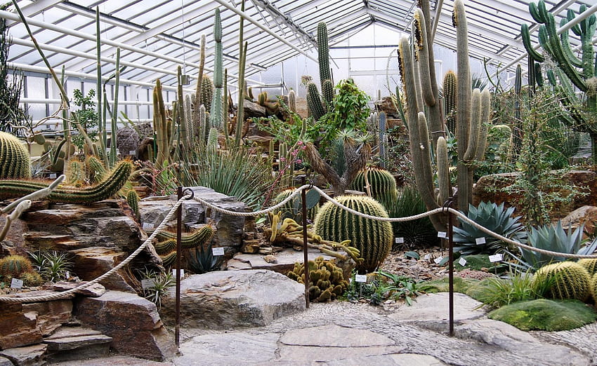 Cactus Greenhouse Different Much Exhibition HD wallpaper