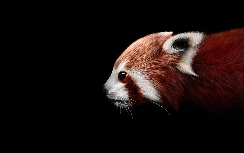 Red panda artwork, red panda patterns HD wallpaper