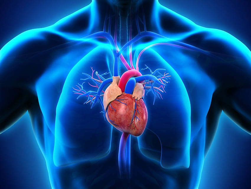Nouvelles données sur les médicaments Actelion pour l'hypertension artérielle pulmonaire Selexipag et Macitentan lors du prochain congrès, cardiologie Fond d'écran HD