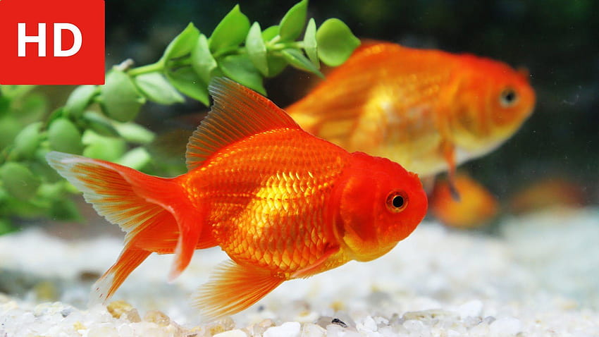 for laptops gold fish HD wallpaper