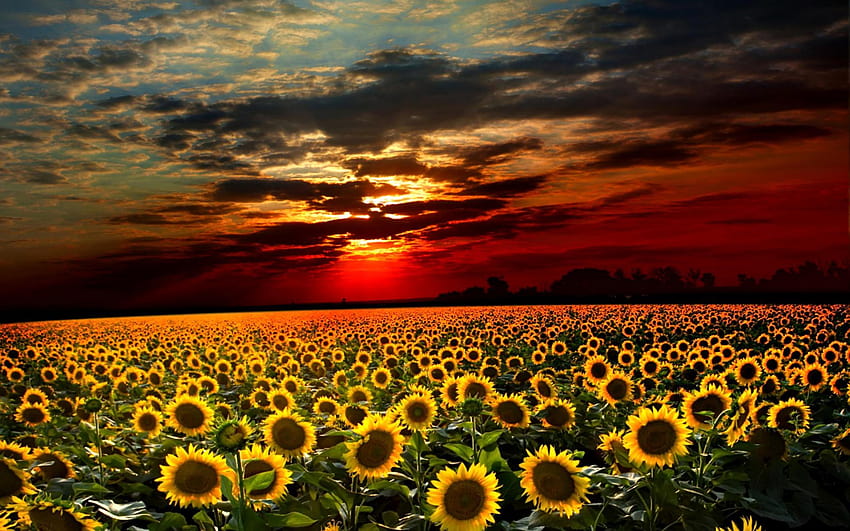 Sunset Sunflower wallpaper by LuCkyman  Download on ZEDGE  b3e8