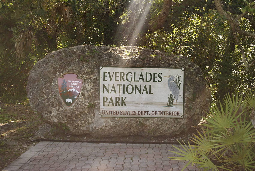 Exploring Everglades National Park in Miami HD wallpaper