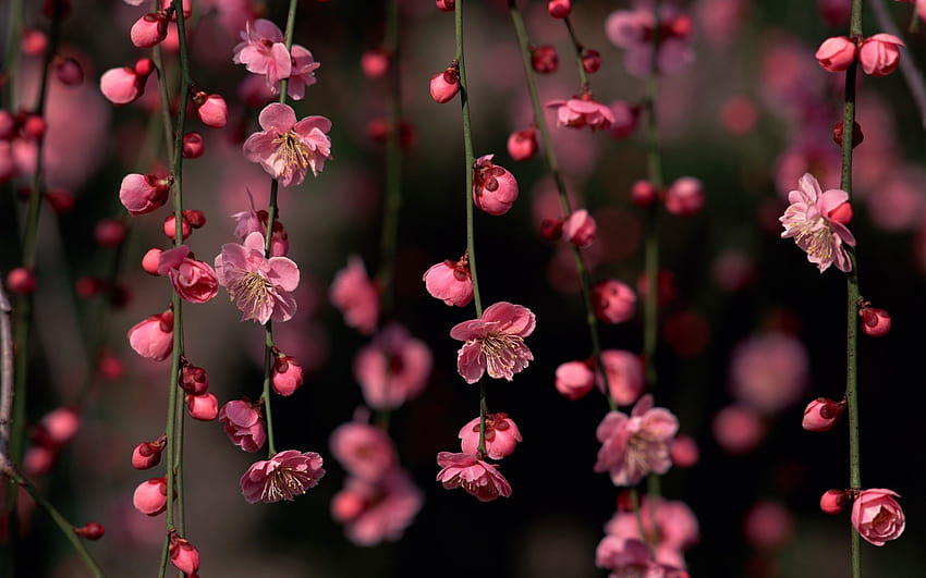 自然 春の花 ピンク 桜 装飾的な桜と、春の花 高画質の壁紙