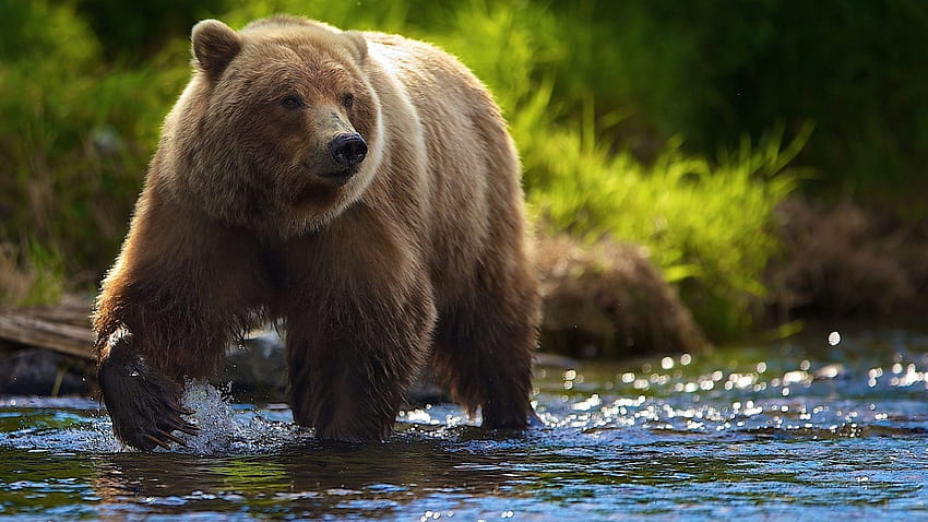 Grizzly Bear, scary bear HD wallpaper
