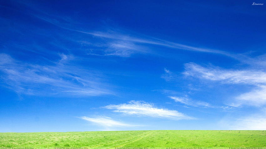 Сутрешна сцена със синьо небе и зелена трева HD тапет