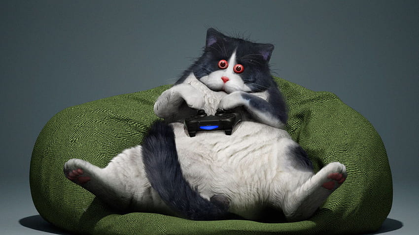 2048x1152 kot, gamepad, zabawny, fajny, ultraszerokie tła monitora dla graczy, kot dla graczy Tapeta HD