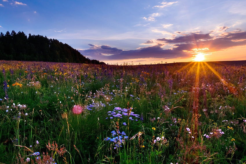 hd flower meadow wallpaper