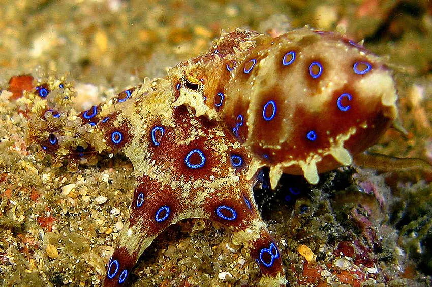 15 Cute Animals That Could Kill You, blue ringed octopus HD wallpaper